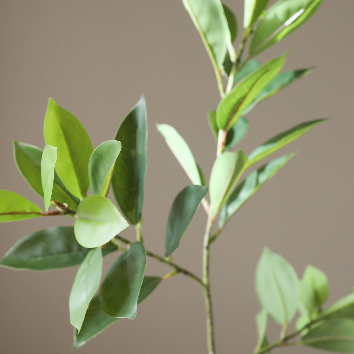 Botané, Feuilles de Ruscus - Vert