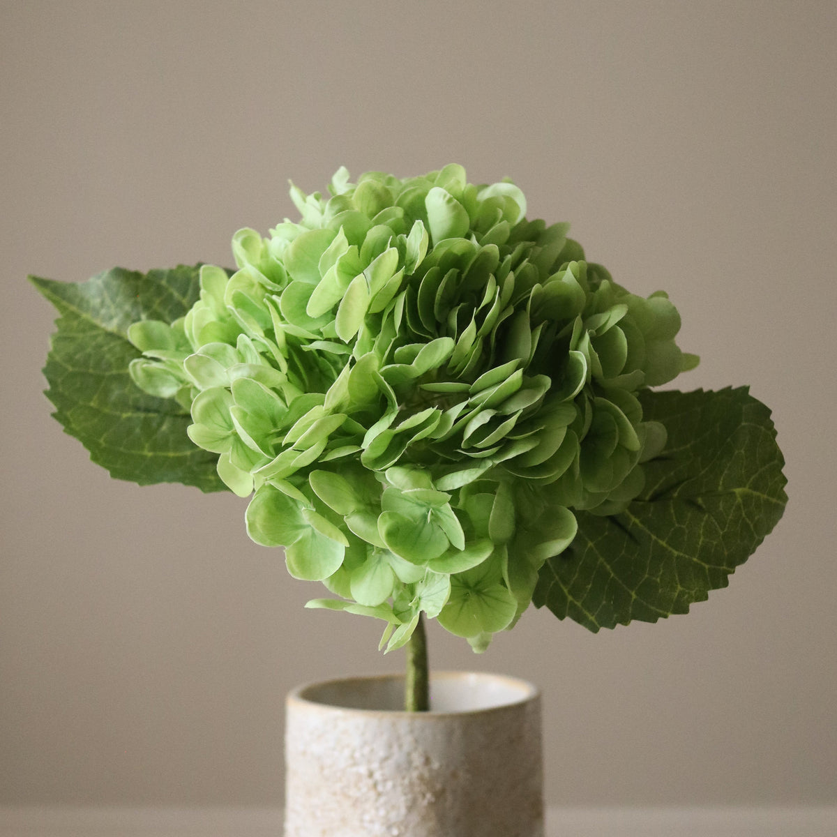 Botané, Hortensia - Vert