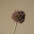 Botané, Allium - Violette