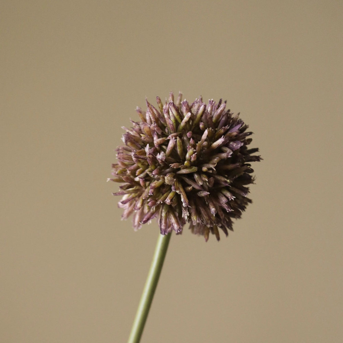Botané, Allium - Violette