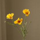 Botané, Cosmos - Jaune