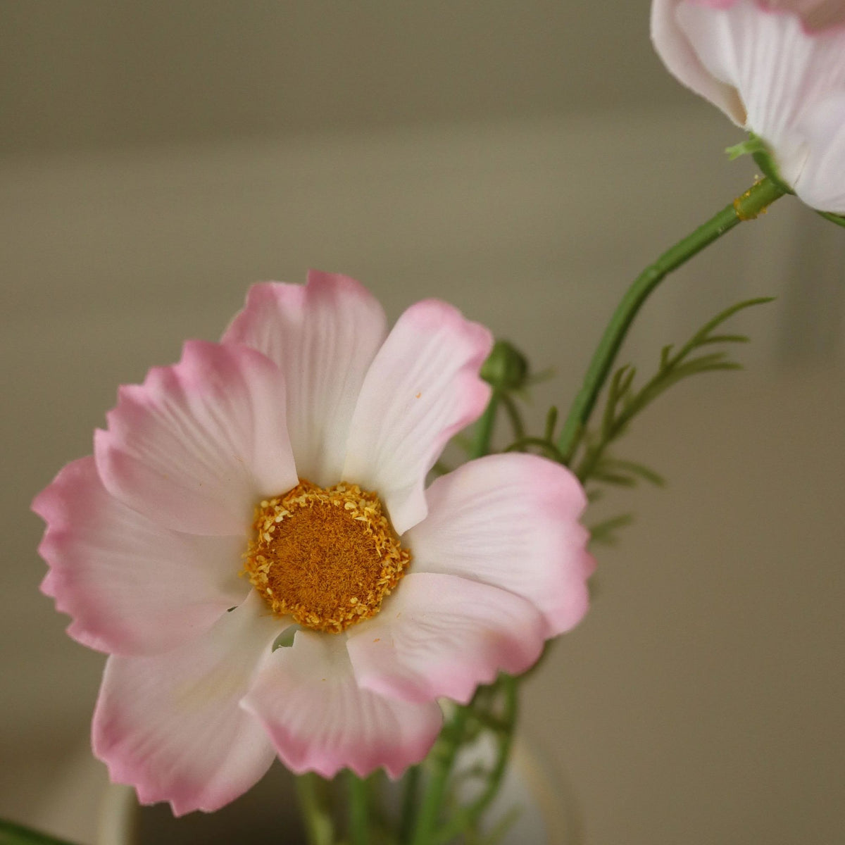 Botané, Cosmos - Rose clair
