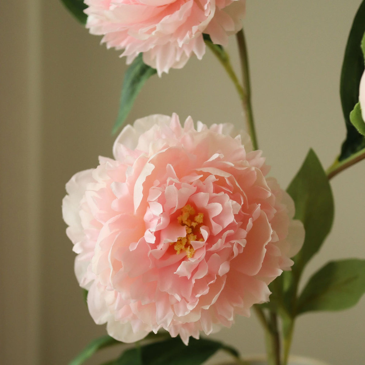 Botané, Fleur de Pivoine - Rose