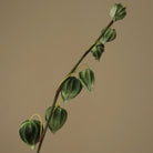 Botané, Physalis - Vert