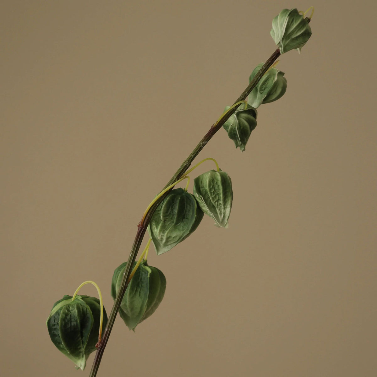 Botané, Physalis - Vert