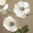 Botané, Anémone - Blanche